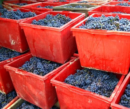 blue nebbiolo grapes in red boxes after harvestの写真素材