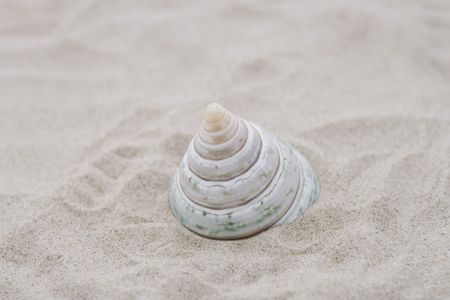 callostoma shell on sand