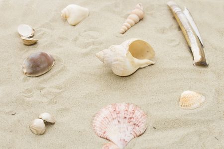 different shells in sandの写真素材