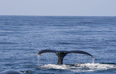 Whale fin at cope codの写真素材