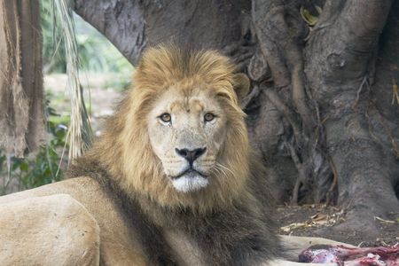Lion with prey in front of treeの写真素材