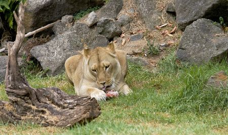 Close up of lioness eating meatの写真素材