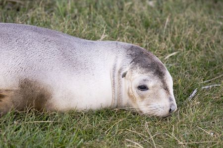 New Zealand fur seal lying on grassの写真素材