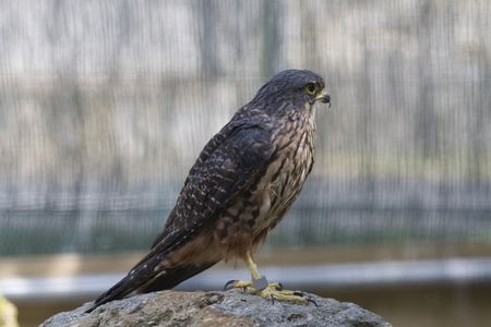 New Zealand Falcon. This falcon has shorter wings than many others. It preys largely on birds and is very intolerant of intruders.の写真素材