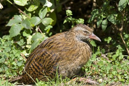 The Weka (Gallirallus australis)  is an inquisitive bird. Endemic to New Zealandの写真素材