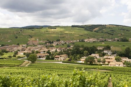 Vineyards near the French village of Auxerresin Burgundyの写真素材