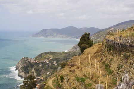 Walking path through vineyards on mediterranean coast of Italy in cinqueterre の写真素材