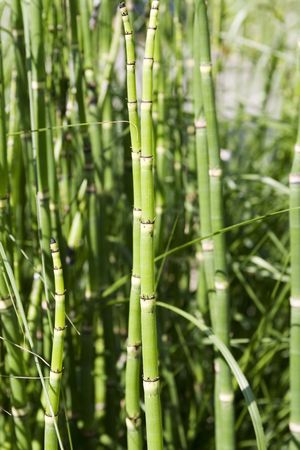 Bamboo shoots in bamboo groveの写真素材