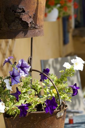 Petunia in rusty hanging basketsの写真素材