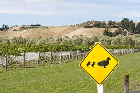 Road sign next to a vineyard with duck and two small ones in New Zealandの写真素材
