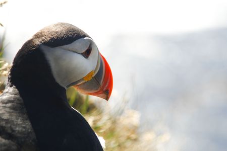Beautiful atlantic puffin in Iceland in close upの写真素材