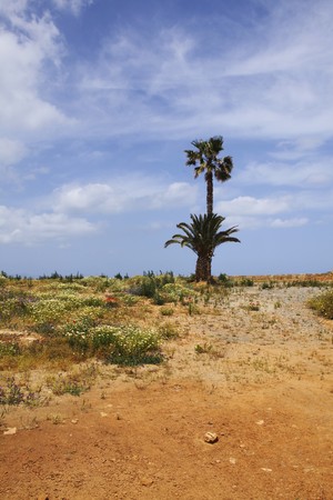 Palmtree in the desert with flowersの写真素材