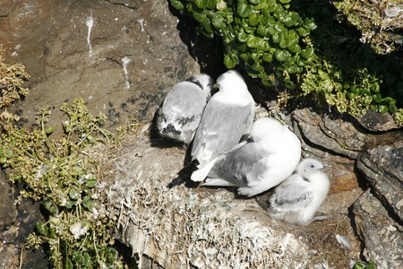 Seagulls on a rock with youngの写真素材