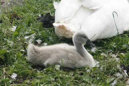 Cute young swans lying on grassの写真素材