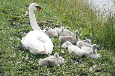 Young swans lying on grassの写真素材