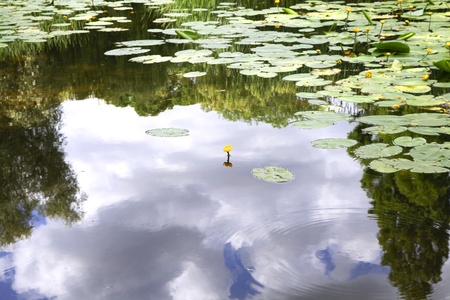 Yellow water lily in pond with reflection of clouds in waterの写真素材