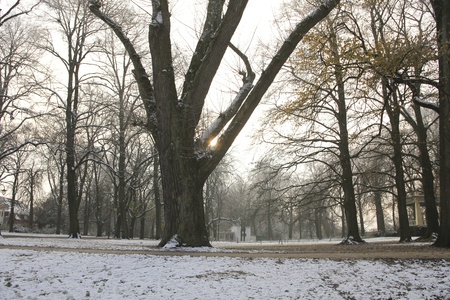Sunlight on a cold day in the parkの写真素材
