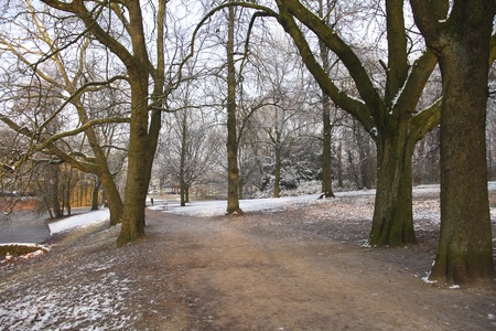 Frosty snow in fall parkの写真素材