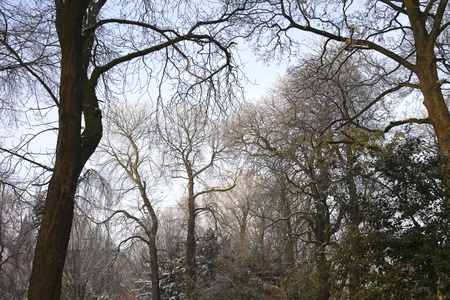 Snow covered trees and haze の写真素材