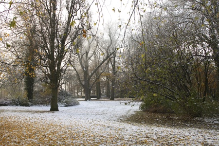 Snow on fall foliage in winter parkの写真素材