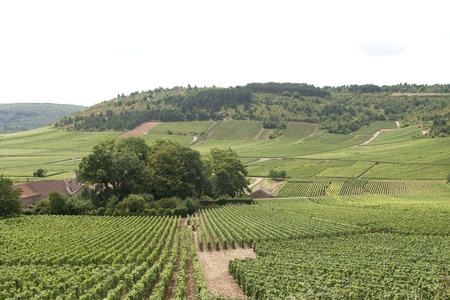 Rolling vineyards in burgundy, franceの写真素材