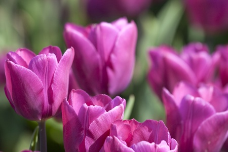 Tulips in bright pinkの写真素材