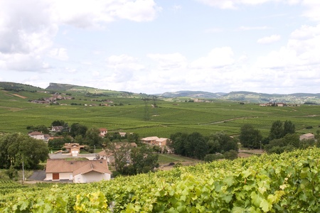 Vineyard ad village in Burgundyの写真素材