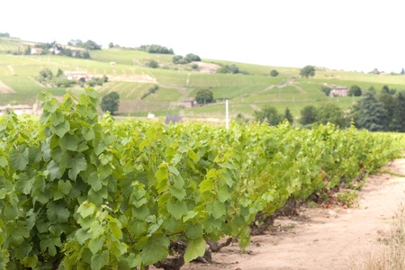 Vineyard in Burgendyの写真素材