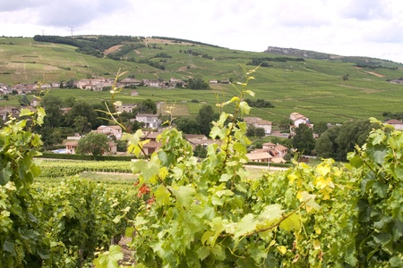 Vineyards in Burgundy, Franceの写真素材