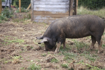 Cute muddy piglet on a farm
