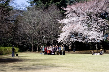 TOKYO, JAPAN - APRIL 2, 2009: Photograph is making a photo of people standing under a blossoming cherry tree during cherry blossom celebration (called hanami) in  Tokyo park on April 2, 2009 in Tokyo, Japan. のeditorial素材