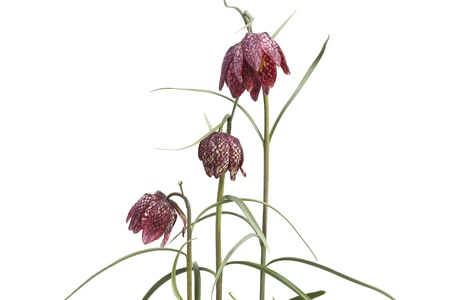 The flowers of the Fritillaria Meleagris on whiteの写真素材