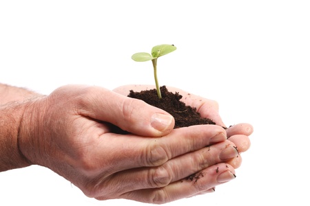 Hands with growing sproutの写真素材