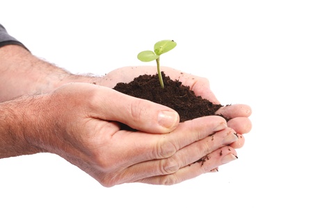 Hands of man with young plant
の写真素材