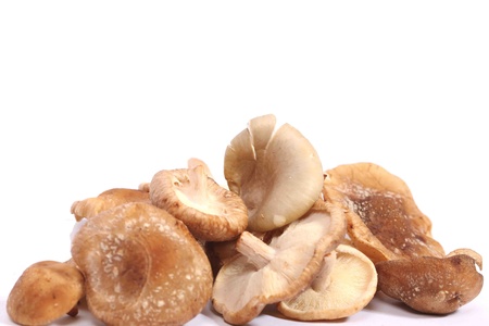 Bunch of shitake mushroomsの写真素材