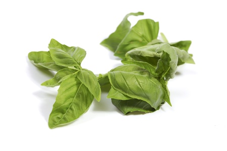 Sprigs of fresh basil  isolated on whiteの写真素材