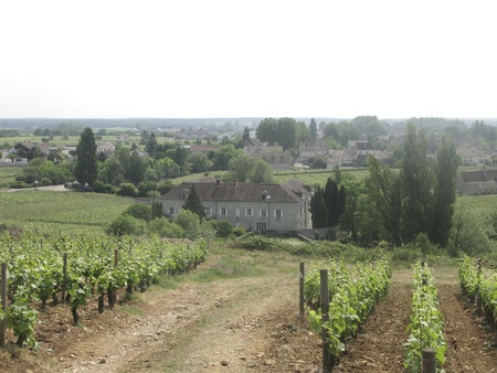 Famous ClosVougeot in the Cote d'or in Burgundy France with its vineyardsの写真素材