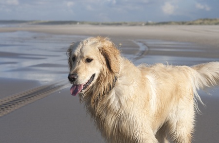 Beautiful young golden retriever on the beachの写真素材