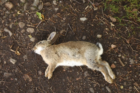 Dead rabbit lying  on earthの写真素材