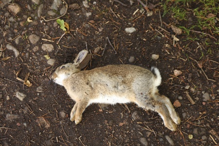 Dead rabbit lying  on earthの素材 [FY31010447355]