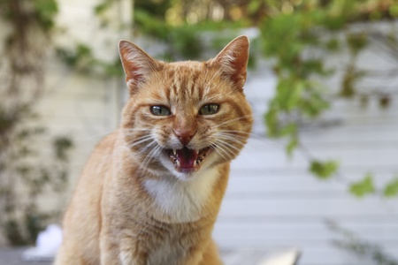 Red angry cat looking at cameraの写真素材