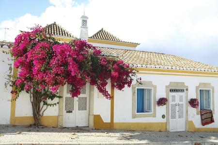 Bougainville in front of yellow house in Portugalのeditorial素材