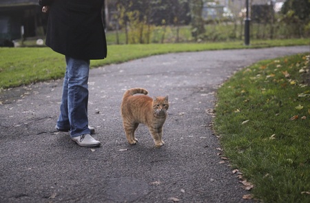 red tabby cat walking together with human companionの写真素材