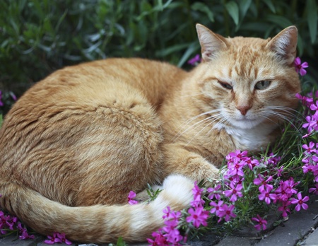 Red cat lying in garden with infection on eye after a fight の写真素材