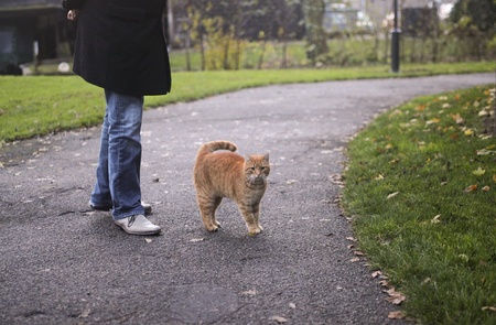 red tabby cat walking together with human companionの写真素材