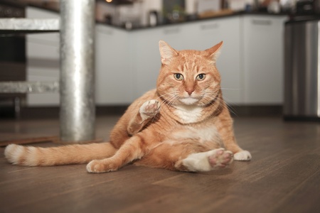 Red cat sitting in washing position looking upの写真素材