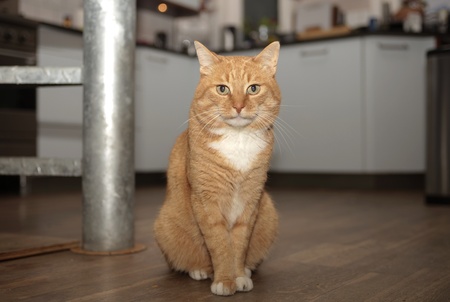 Adult red cat sitting in close upの写真素材