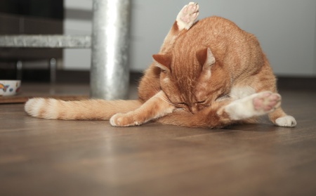 Red cat washing  in close upの写真素材