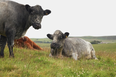  Highland cattle on a scottish meadow in different colors of red, grey and black