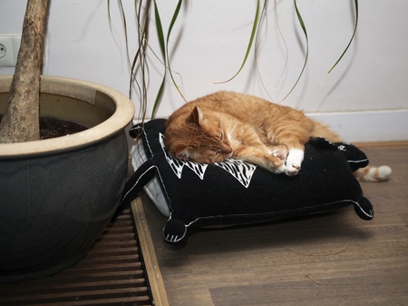 Red cat taking a nap on cushionsの写真素材